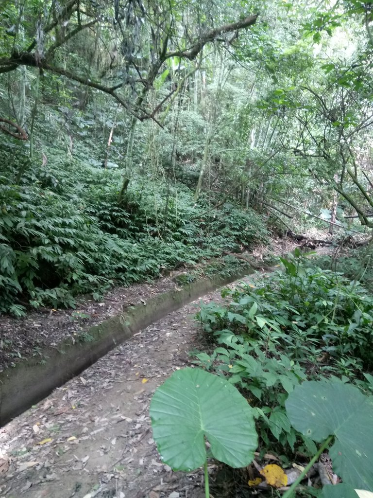 DSC_0572.JPG - 鹿谷  長源圳古道