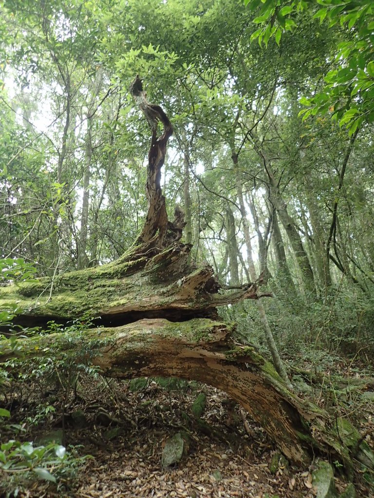 PA185703.JPG - 台中  和平  稍來山南峰