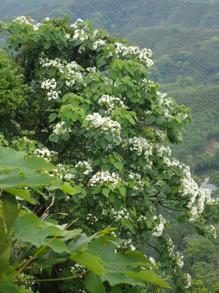 P4191890.JPG - 南庄  細湖頂  桐花山林