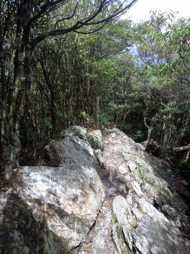 DSC_3840.JPG - 魚池  水社大山