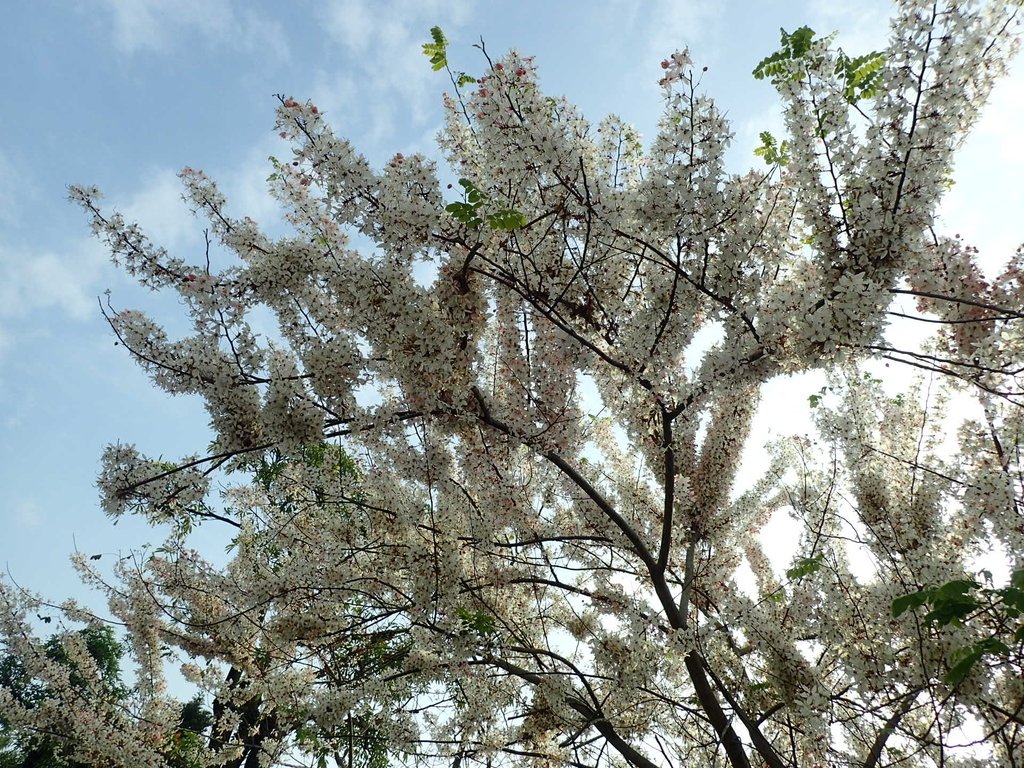 P4030109.JPG - 路竹  一甲國小  花旗木