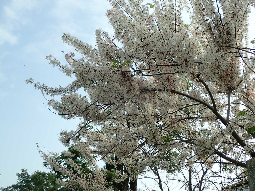 P4030098.JPG - 路竹  一甲國小  花旗木