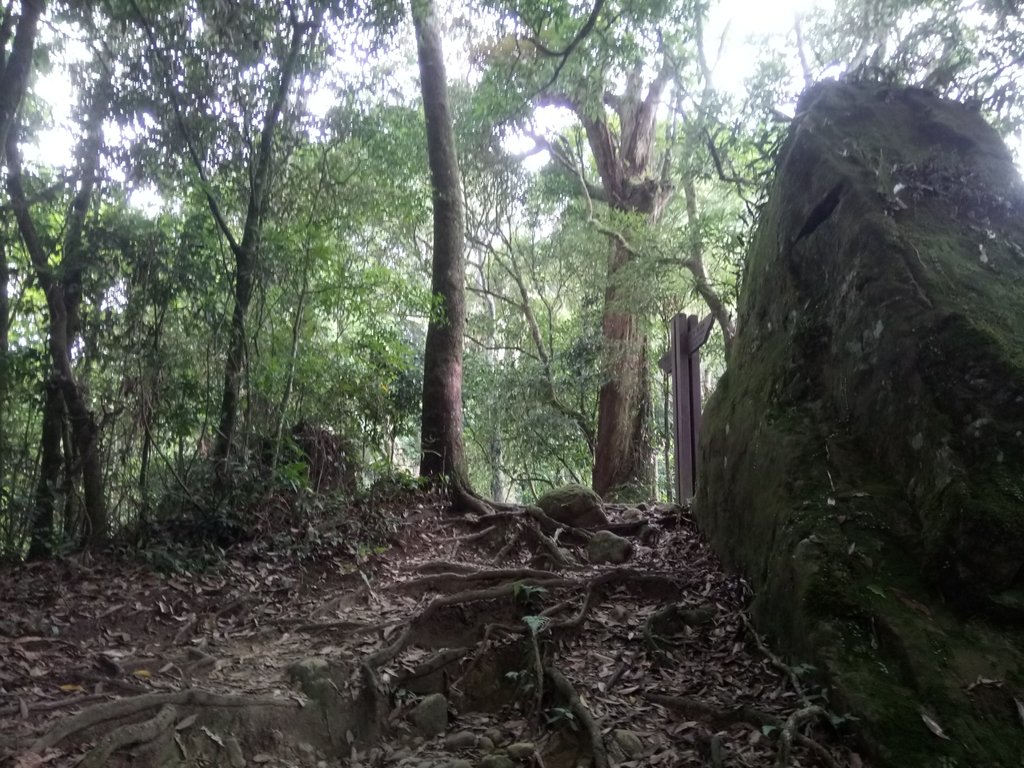 DSC_1047.JPG - 新竹  五指山登山步道