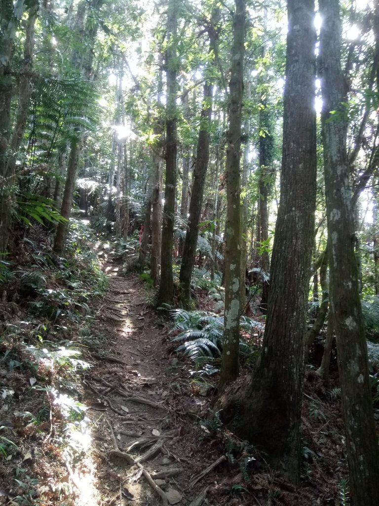 DSC_4021.JPG - 魚池  過坑山登山步道