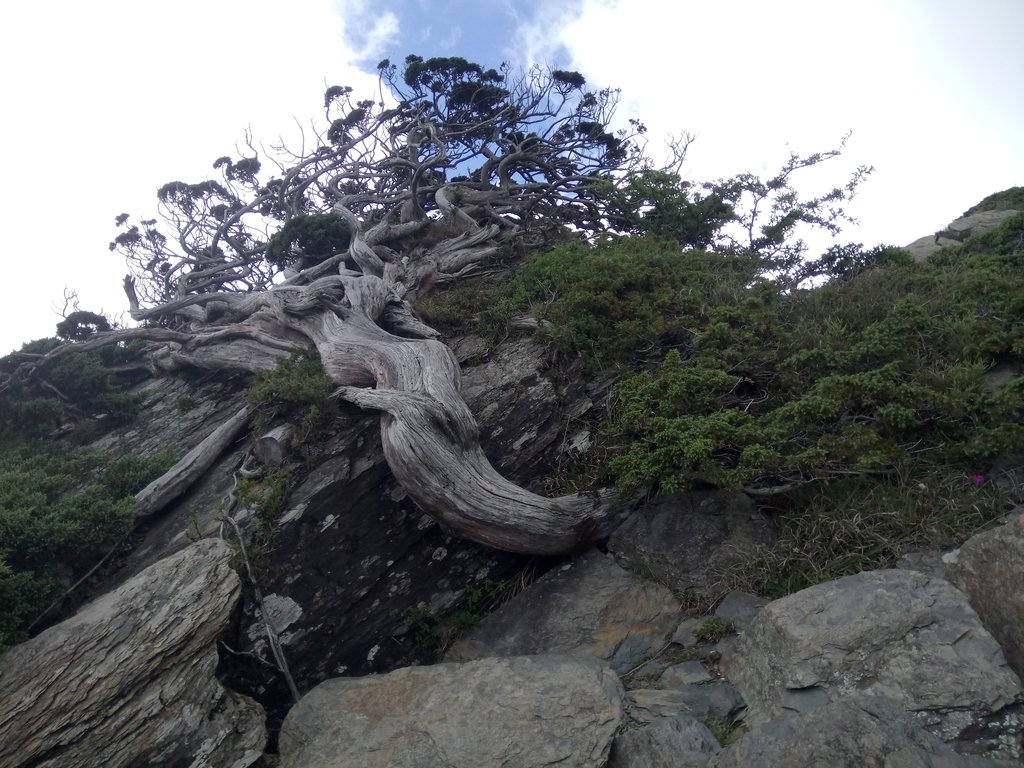 DSC_5427.JPG - 合歡山  北峰之美  (下)