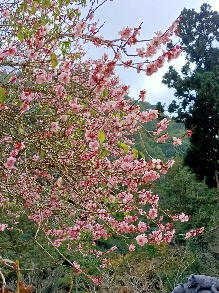 IMG20210205123340.jpg - 竹山  杉林溪森林遊樂園  路過