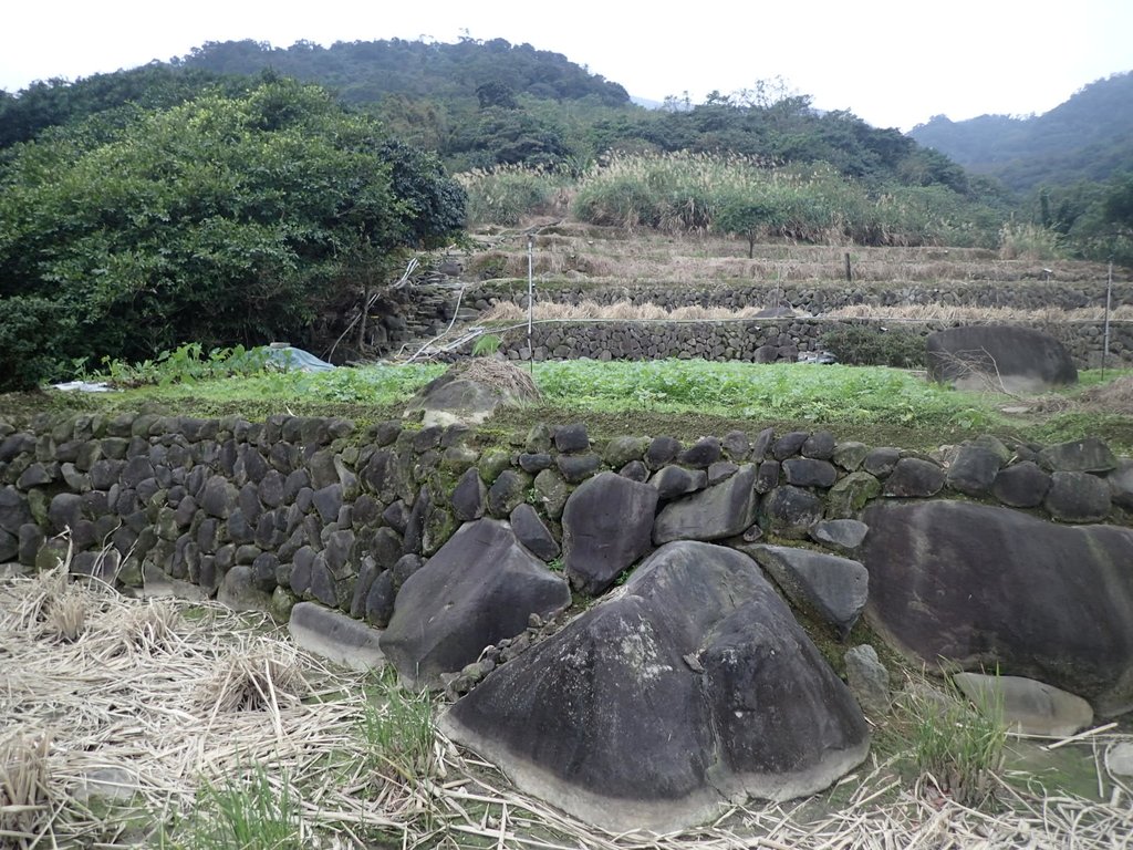 P1263994.JPG - 金山  大路崁古道