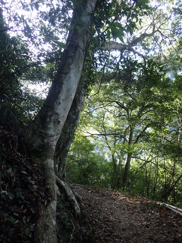 P1022717.JPG - 東埔  八通關古道