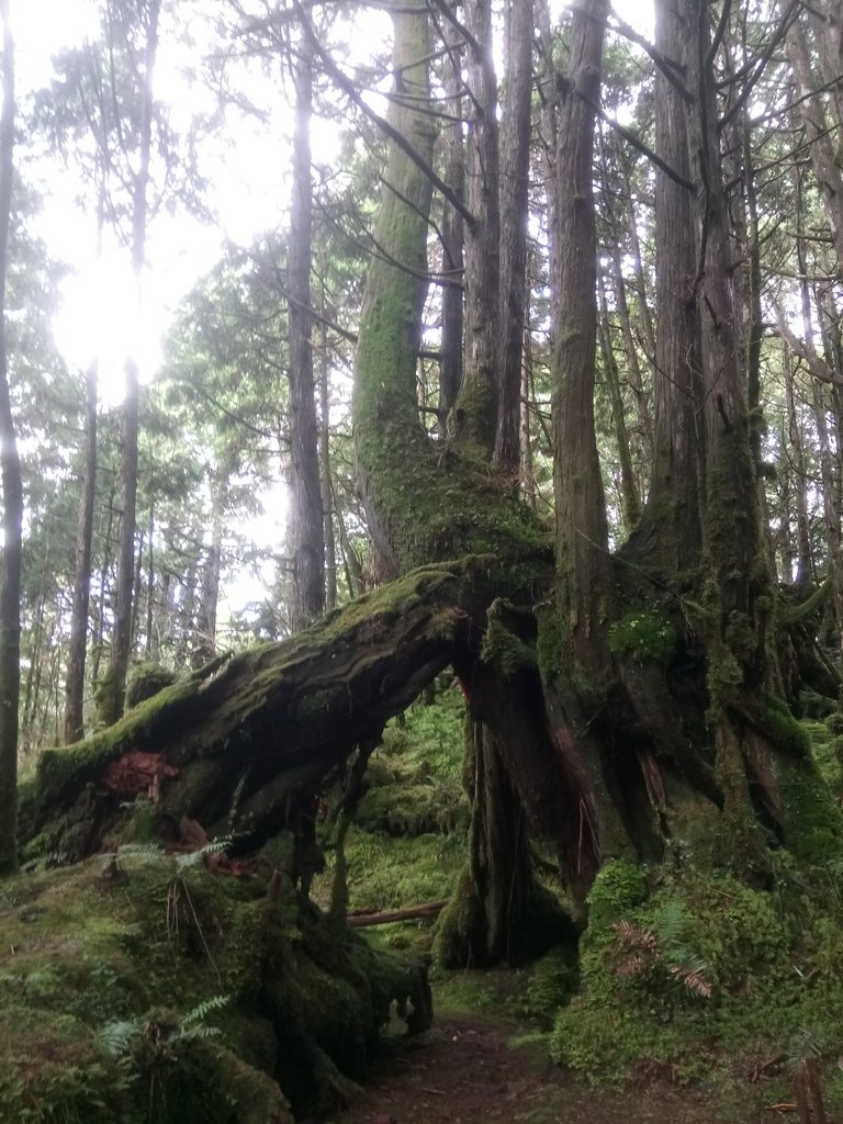 DSC_0076.JPG - 太平山  翠峰湖環山步道  01