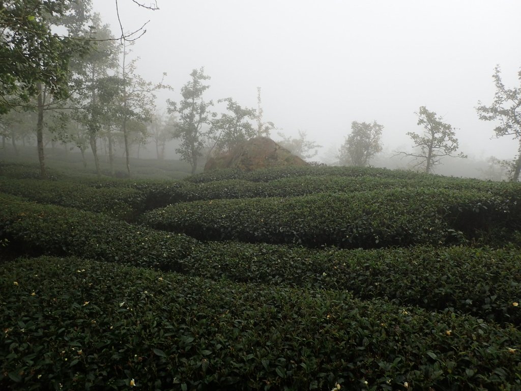 PA171061.JPG - 鹿谷  大崙山  霧中茶園之美(03)