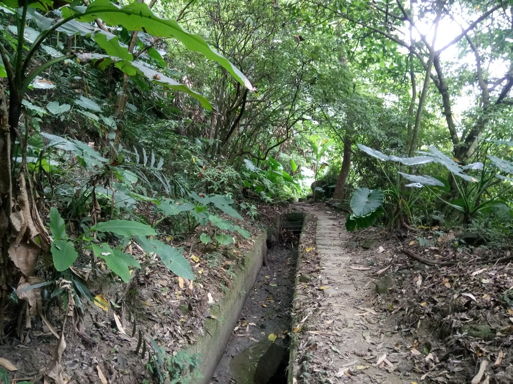 DSC_0574.JPG - 鹿谷  長源圳古道