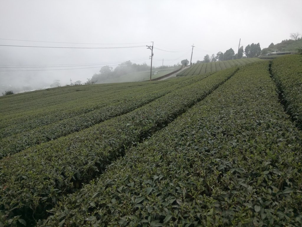 DSC_1408.JPG - 阿里山  隙頂茶園之美