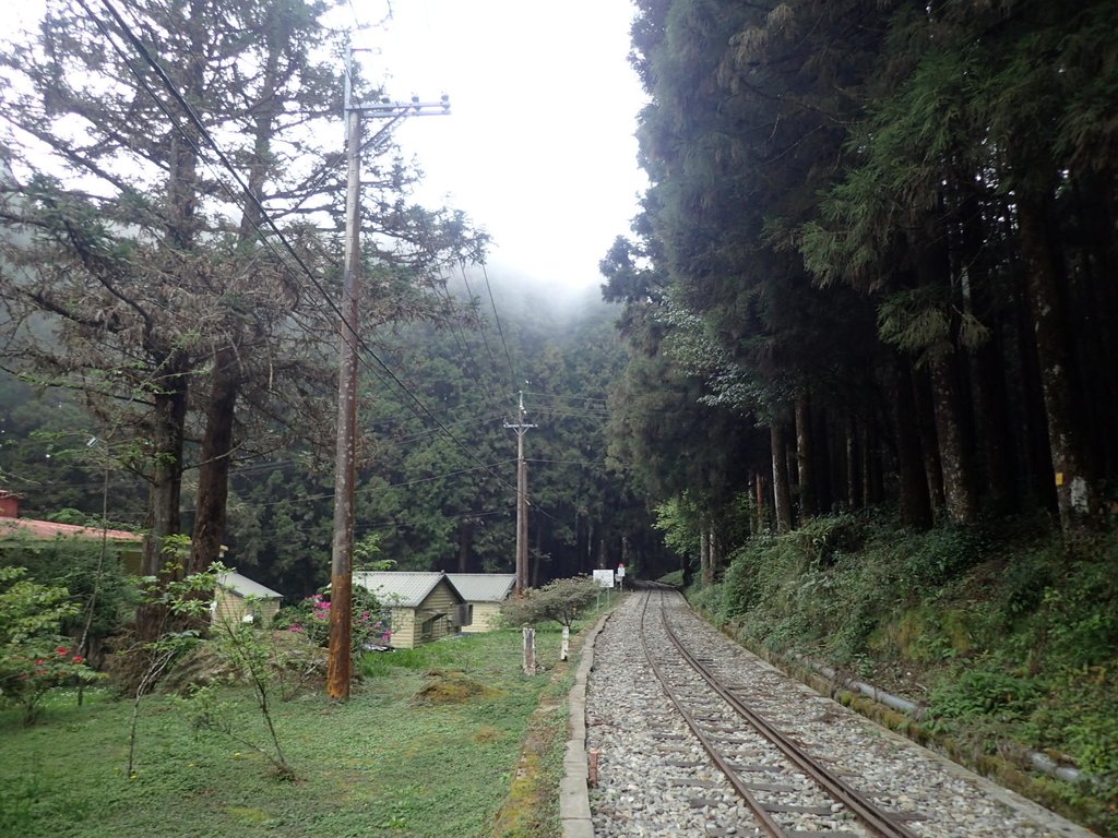 P3257993.JPG - 阿里山  二萬坪步道