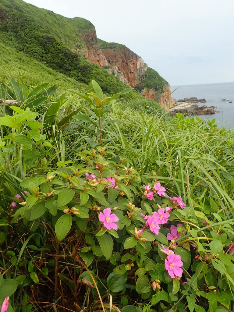 P6220980.JPG - 貢寮  龍洞岬  奇岩之美