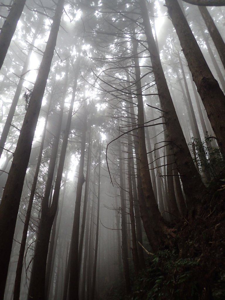 P2035007.JPG - 南庄  加里山  森林鐵道