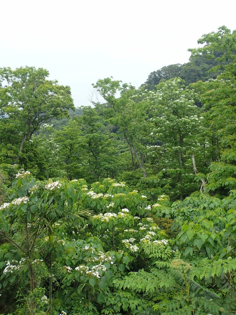 P4191934.JPG - 南庄  細湖頂  桐花山林