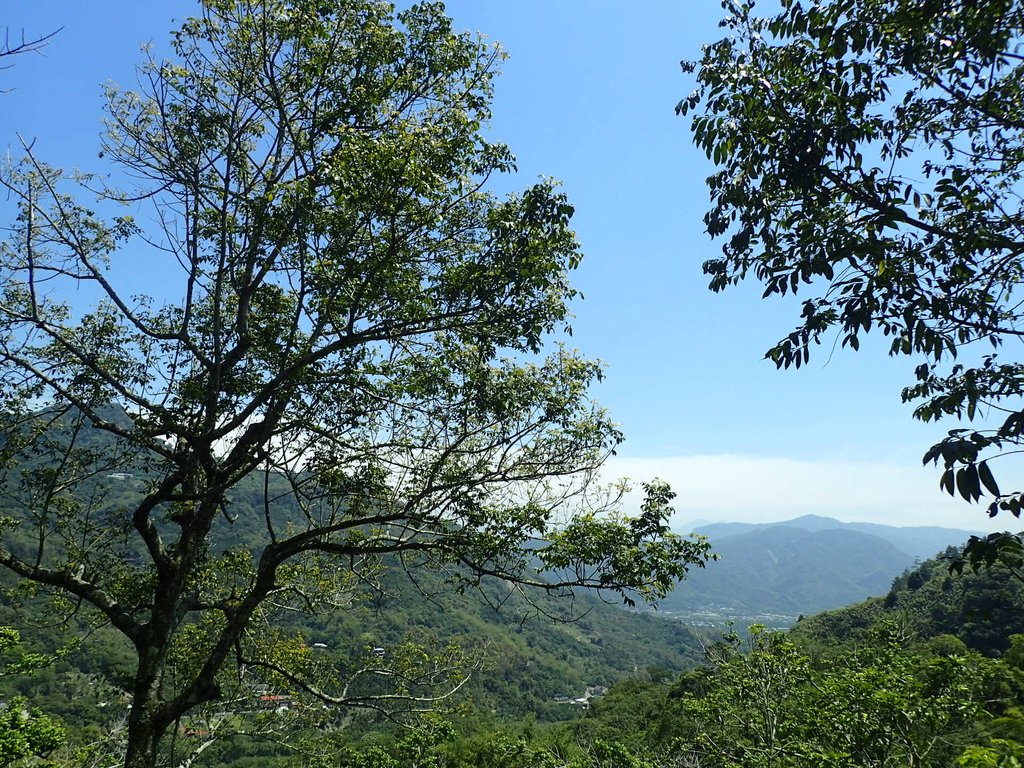 P4161463.JPG - 霧峰  青桐林生態園區