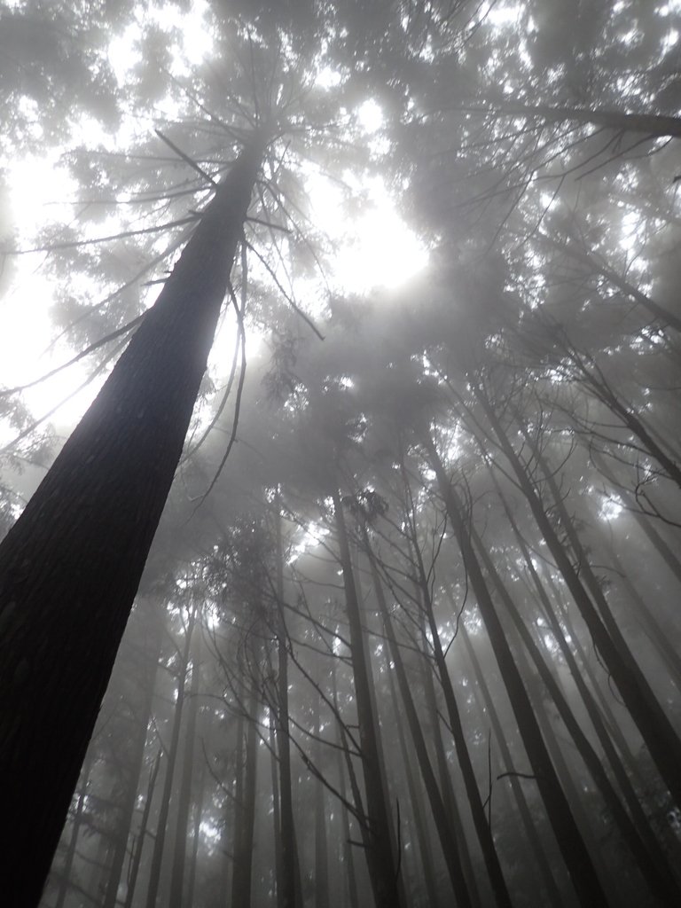 P9250161.JPG - 南庄  向天湖之  迷霧森林