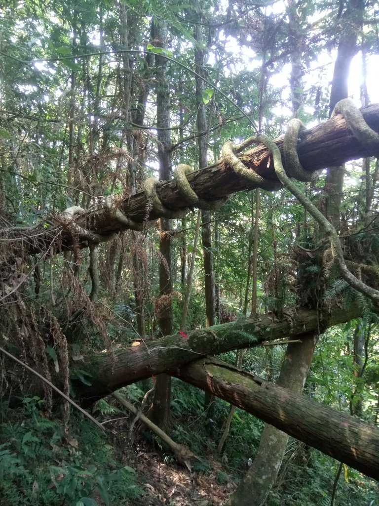 DSC_4026.JPG - 魚池  過坑山登山步道