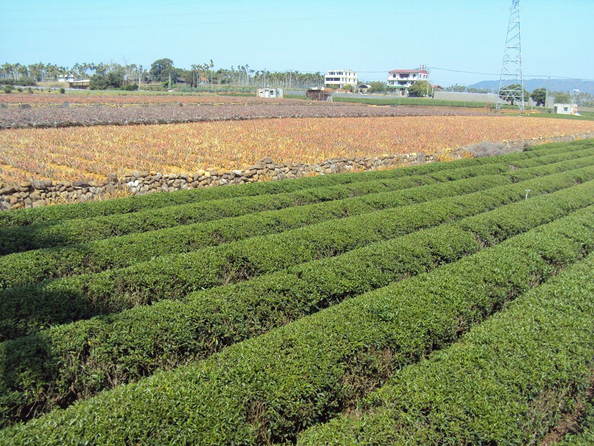 DSC03709.JPG - 名間  三崙尾  田野風光