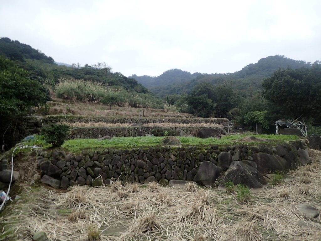 P1263998.JPG - 金山  大路崁古道