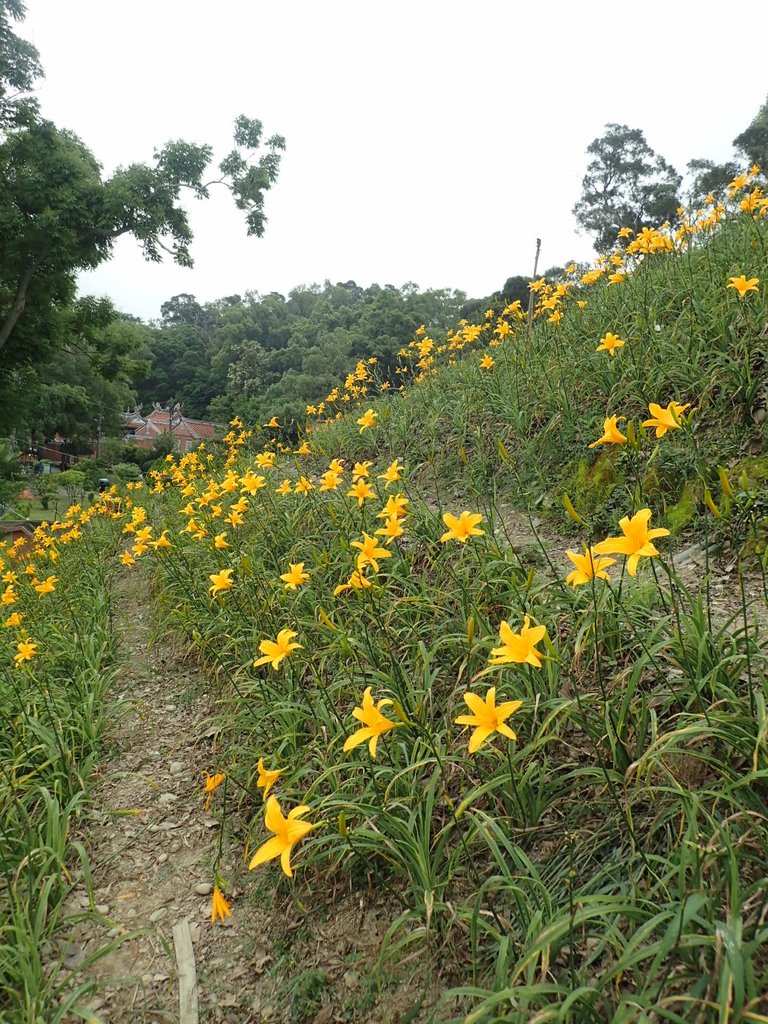 P4285719.JPG - 花壇  虎山岩  金針花季