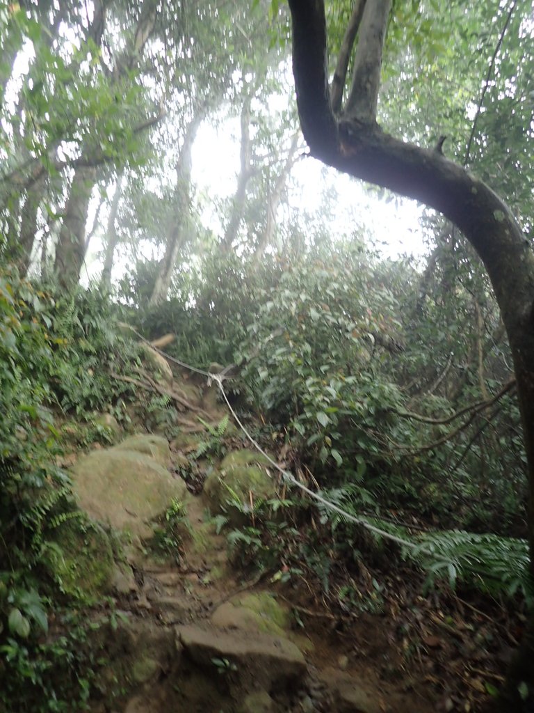 P2107513.JPG - 大溪  溪洲山登山步道