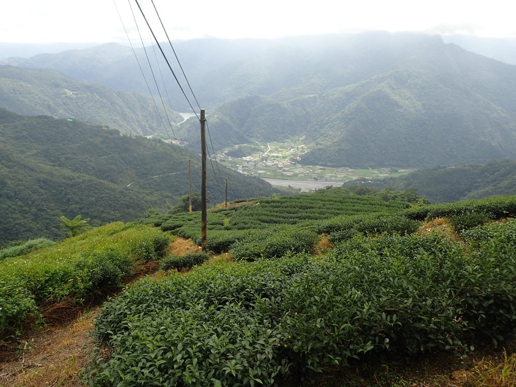 P8156621.JPG - 武界茶園  (02)