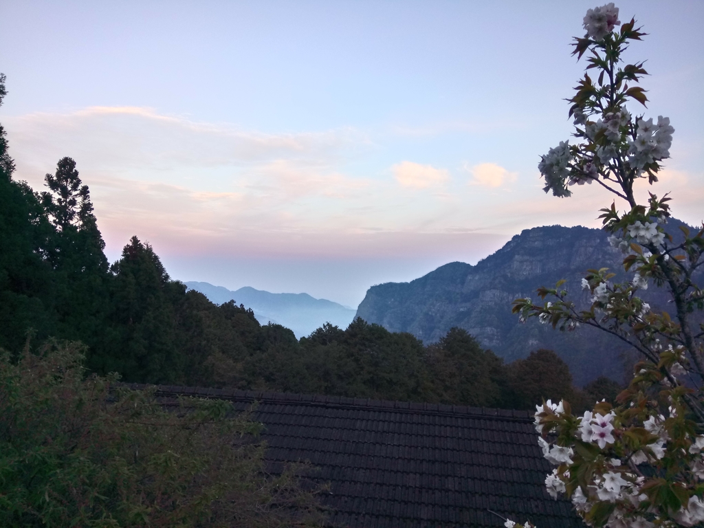 DSC_1615.JPG - 阿里山  沼平公園  賞櫻