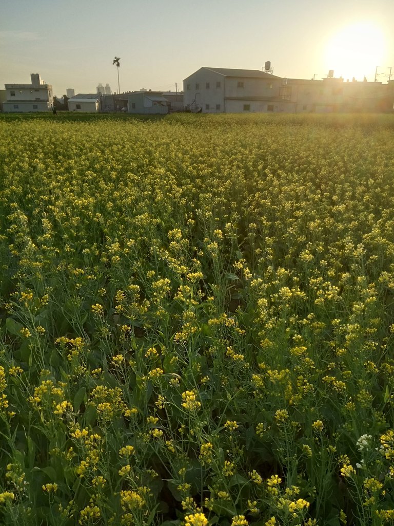 DSC_0158.JPG - 台中  西屯  油菜花田