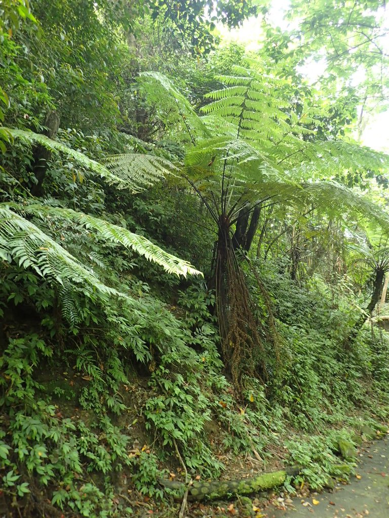 P4191939.JPG - 南庄  細湖頂  桐花山林