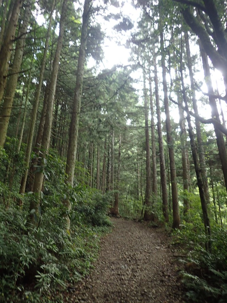 P7235794.JPG - 台中和平  長壽山登山步道  (下)