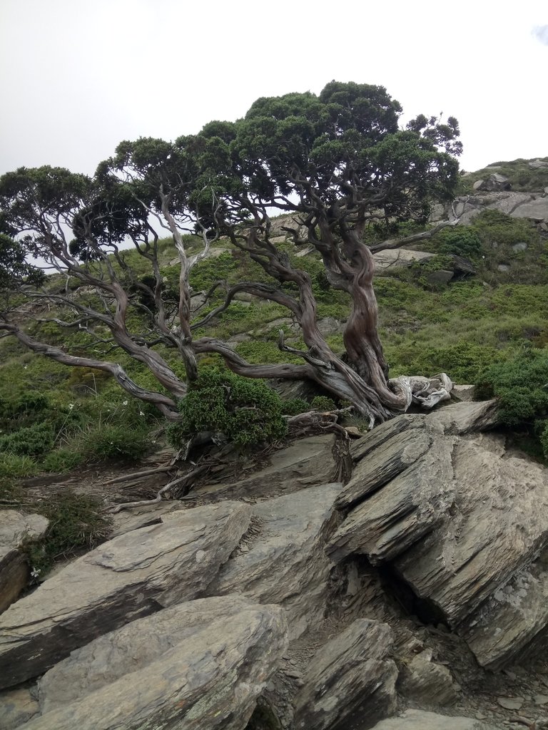 DSC_5439.JPG - 合歡山  北峰之美  (下)