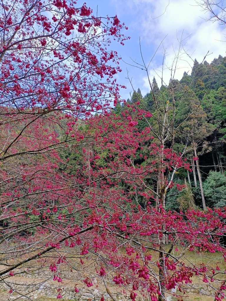 IMG20210205125509.jpg - 竹山  杉林溪森林遊樂園  路過