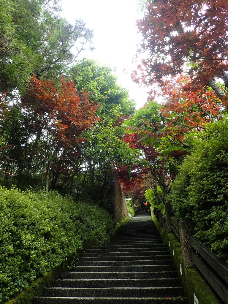 P8226820.JPG - 大同  太平山森林遊樂區