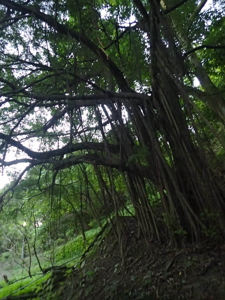 PC018116.JPG - 大直  正願禪寺