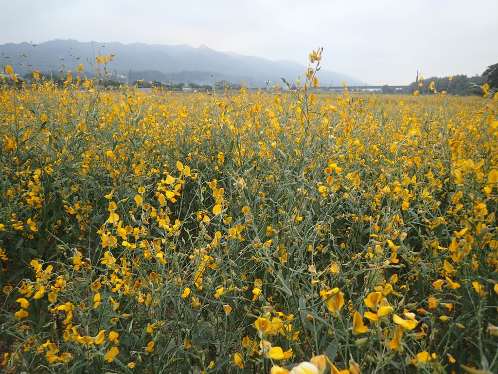 PC010716.JPG - 銅鑼  九湖村  太陽麻花田