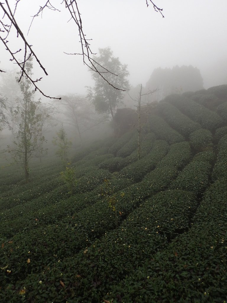 PA171177.JPG - 鹿谷  大崙山  霧中茶園之美(03)