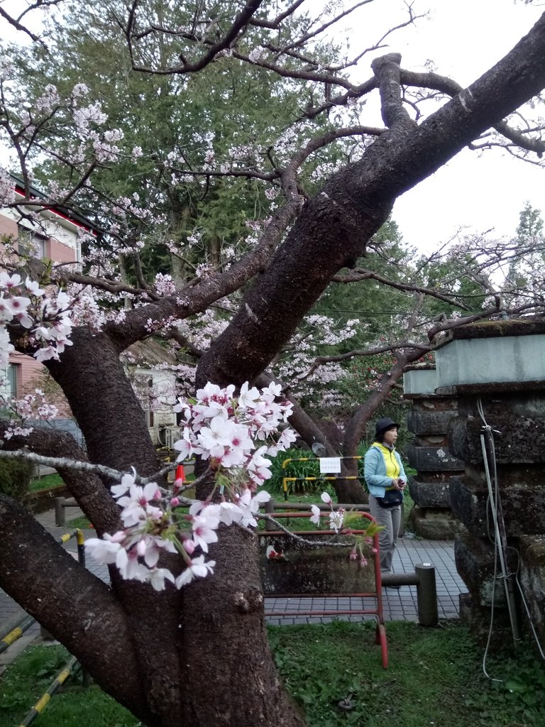 DSC_1634.JPG - 阿里山  沼平公園  賞櫻