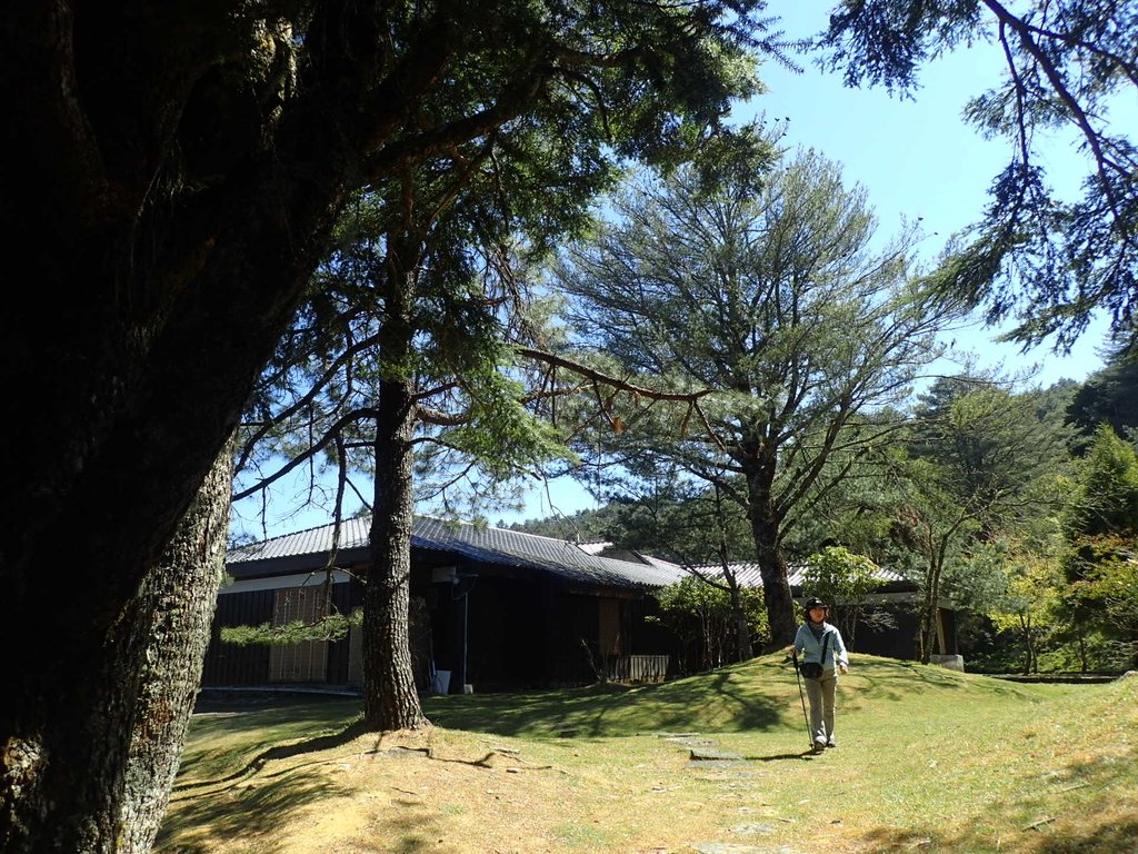 P3268079.JPG - 鹿林山  麟趾山步道  (01)