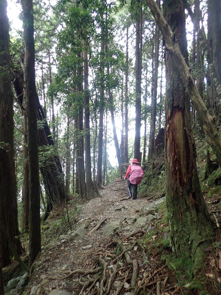 P6160664.JPG - 谷關七雄之  八仙山  (02)