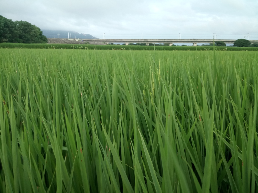 DSC_9529.JPG - 大甲  大安溪  北堤岸風光