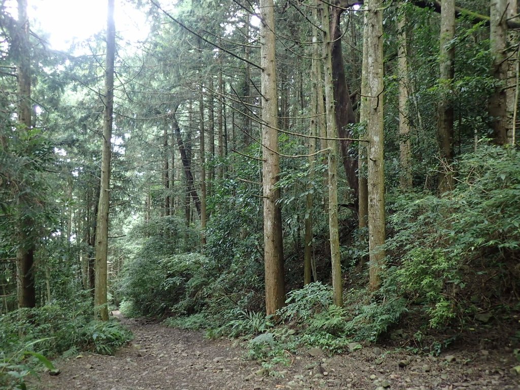 P7235800.JPG - 台中和平  長壽山登山步道  (下)