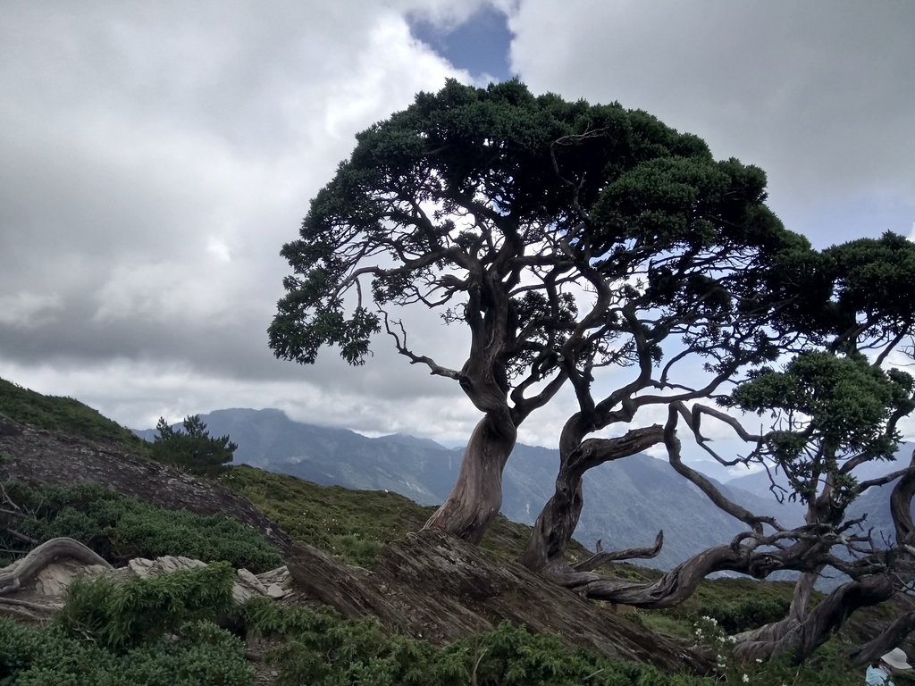 DSC_5448.JPG - 合歡山  北峰之美  (下)