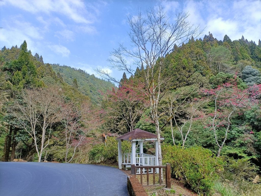 IMG20210205124759.jpg - 竹山  杉林溪森林遊樂園  路過