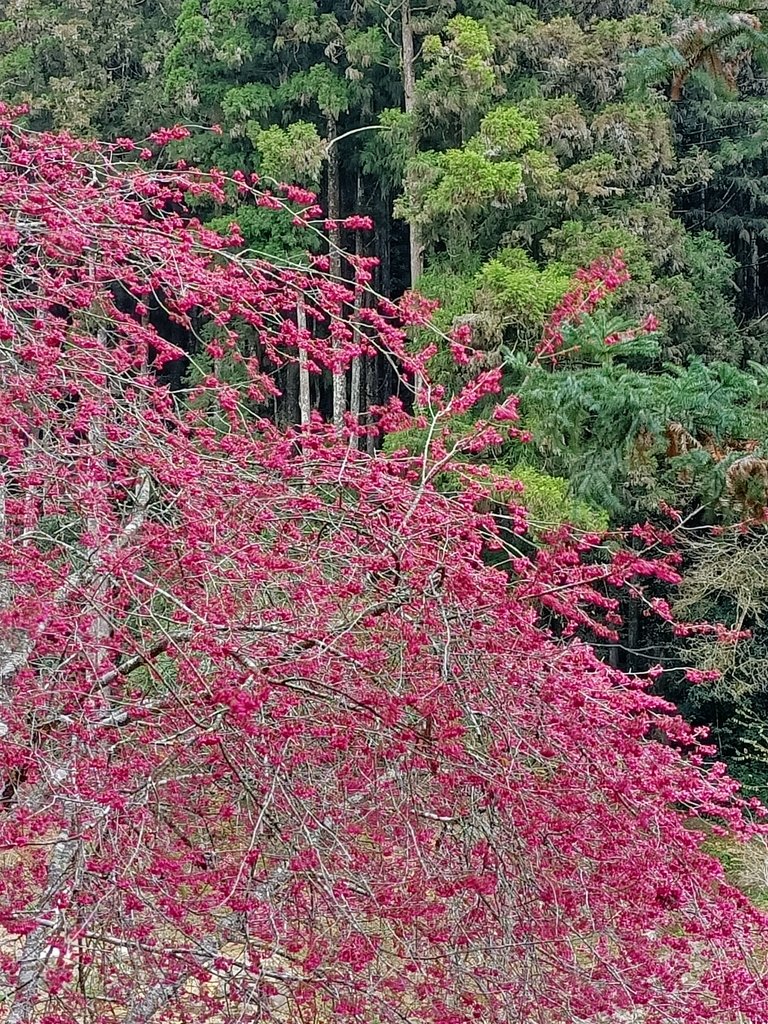 IMG20210205125558.jpg - 竹山  杉林溪森林遊樂園  路過