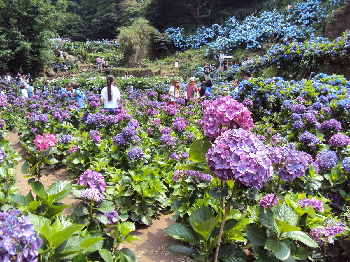 DSC08480.JPG - 水車寮  高家繡球花園