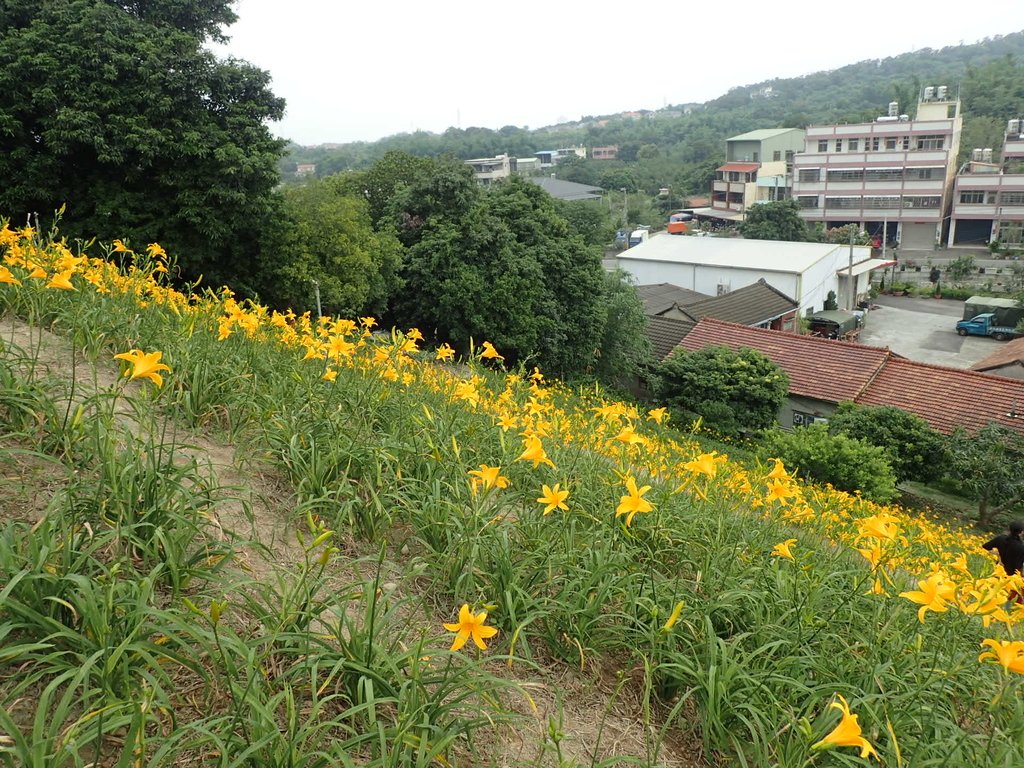 P4285724.JPG - 花壇  虎山岩  金針花季