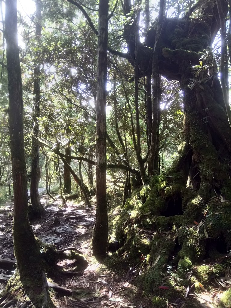 DSC_0090.JPG - 太平山  翠峰湖環山步道  01