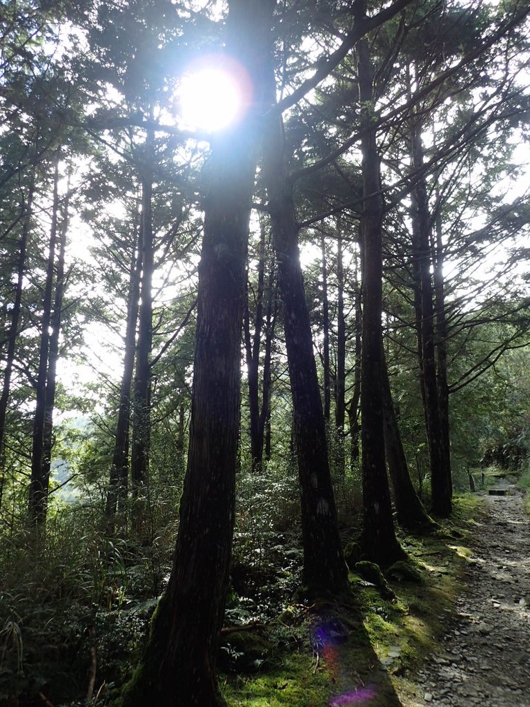 PB265492.JPG - 太平山  翠峰湖環山步道  02